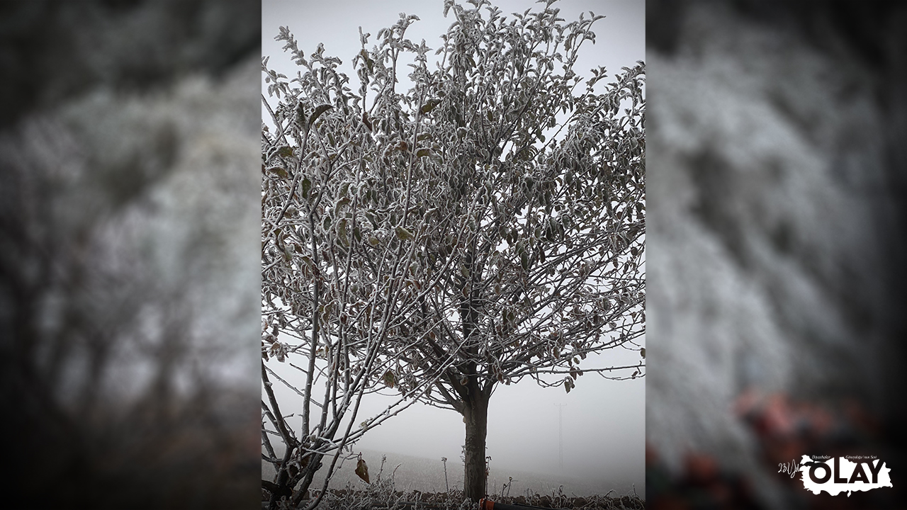 Diyarbakır’da Don Uyarısı! Çiftçiler Dikkat (1)