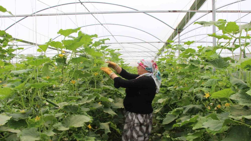 Bileziklerini satıp devletten aldığı hibe ile sera kurdu