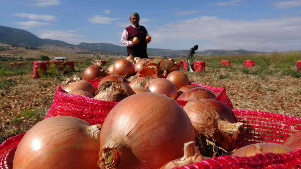 Soğan rekoltesi ve fiyatıyla üreticinin yüzünü güldürdü
