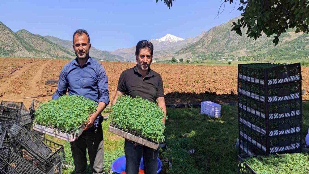 Batman’da 400 dönümlük alanda kurutmalık domates ekimine başlandı