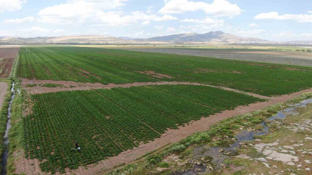 Diyarbakırlı çiftçi, kurbanlık götürdüğü Adana’dan patates işiyle döndü