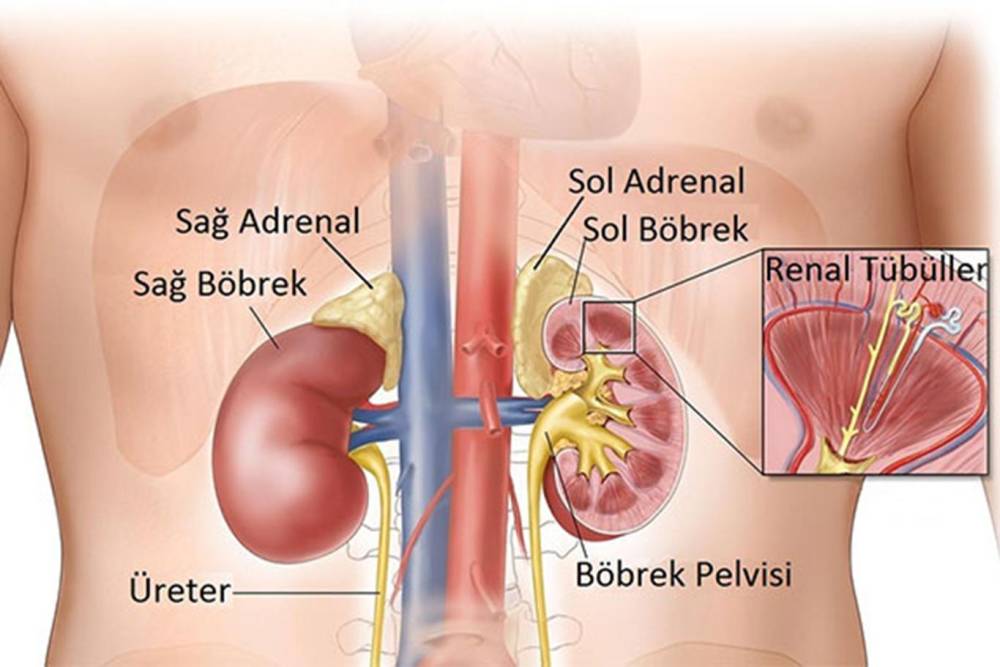 Uzmanlara göre böbrek yetmezliği zor ve kronik bir rahatsızlıktır