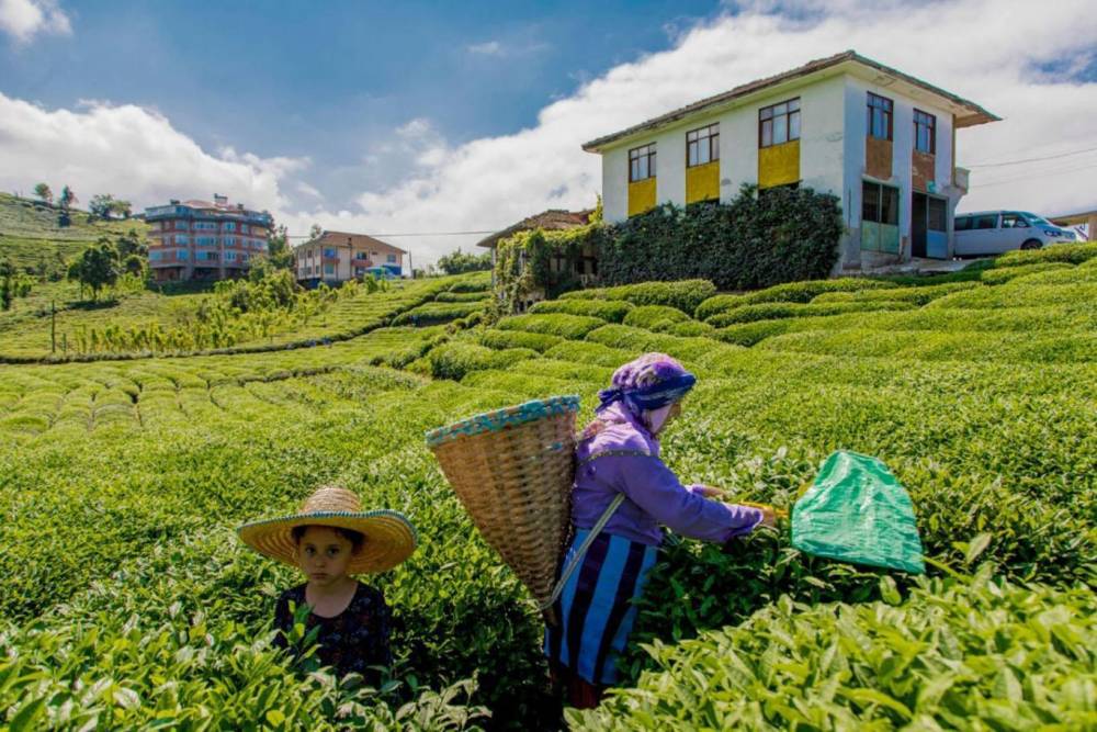 Karadeniz'de çay hasadı sezonu başladı