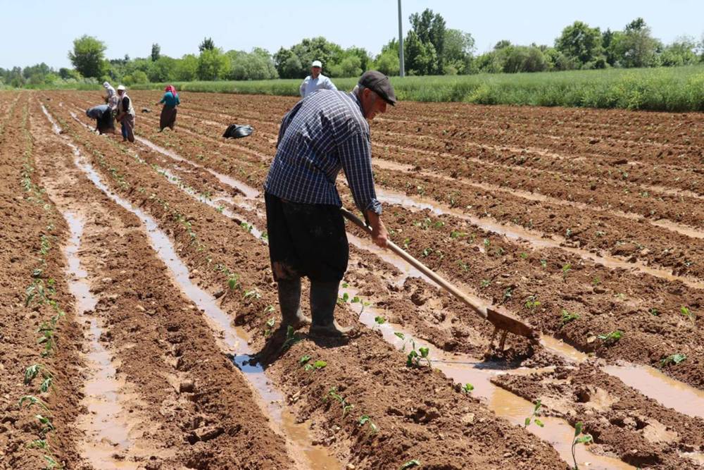 Tarımsal destekleme ödemeleri bugün başlıyor