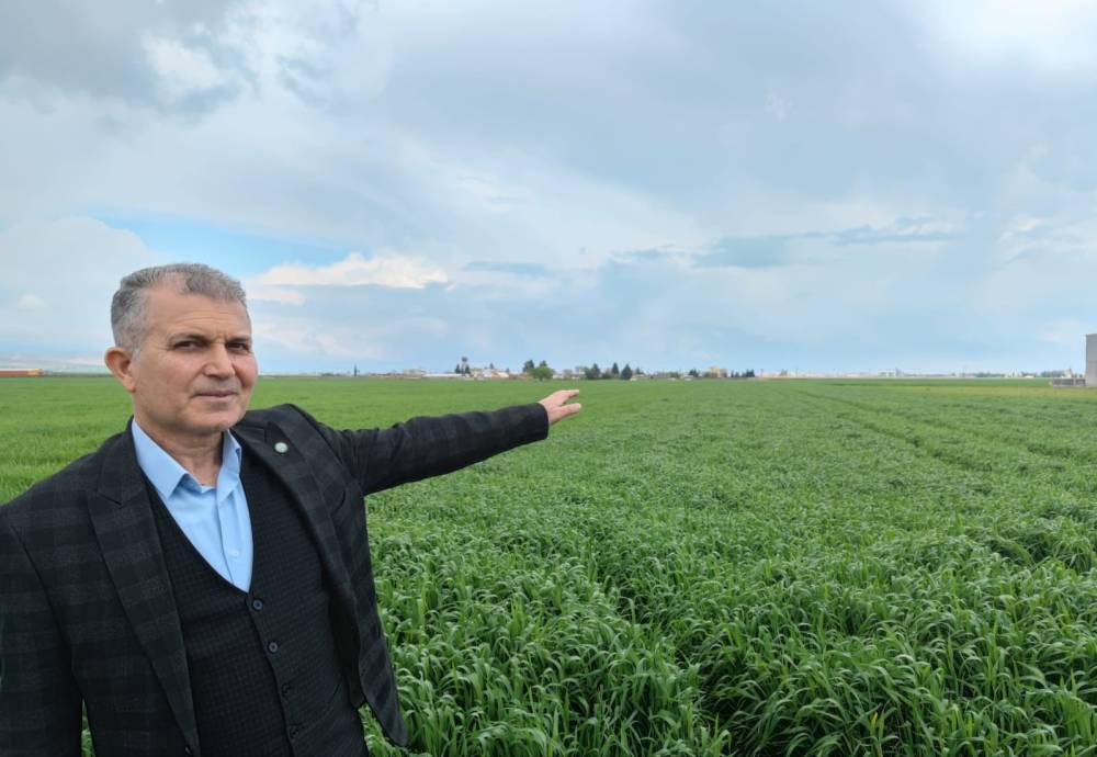 Mardin Ovası’nda bahar yağmurlarıyla yüksek rekolte beklentisi arttı
