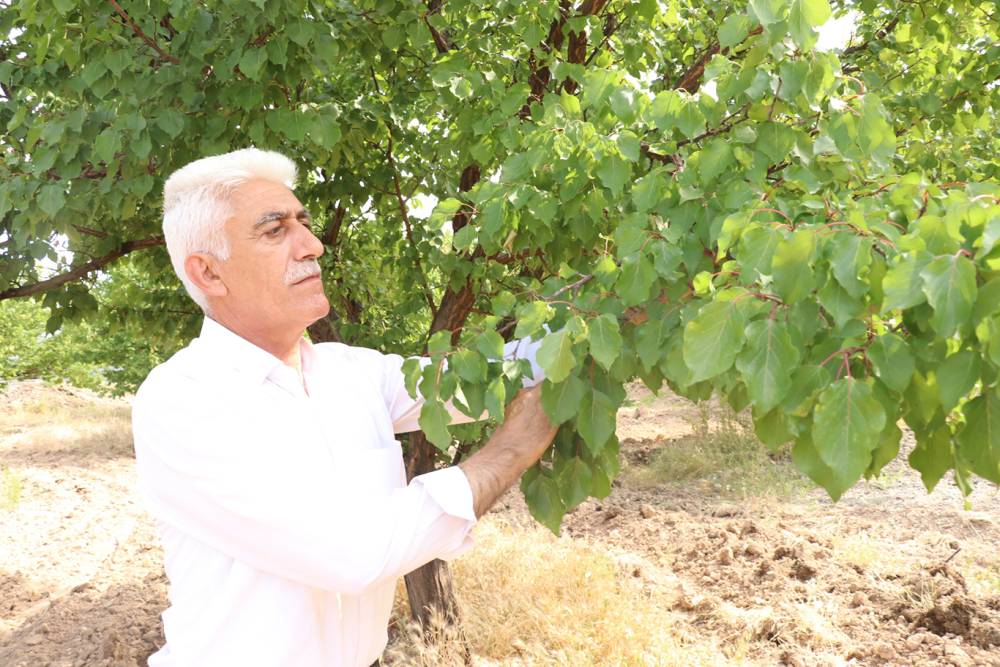 Kayısı rekoltesinde ciddi düşüş bekleniyor