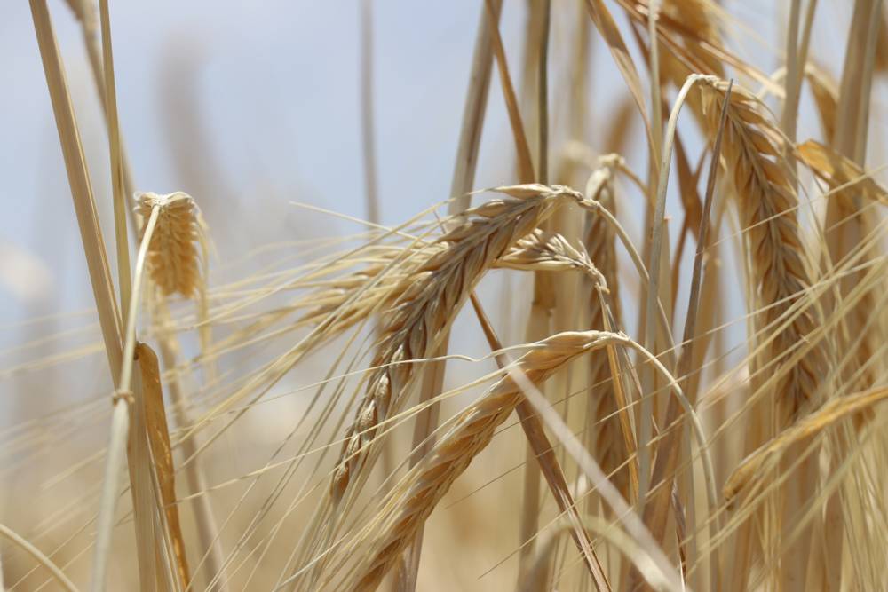 Arpa hasadında rekoltenin yüksek olması çiftçilerin yüzünü güldürüyor