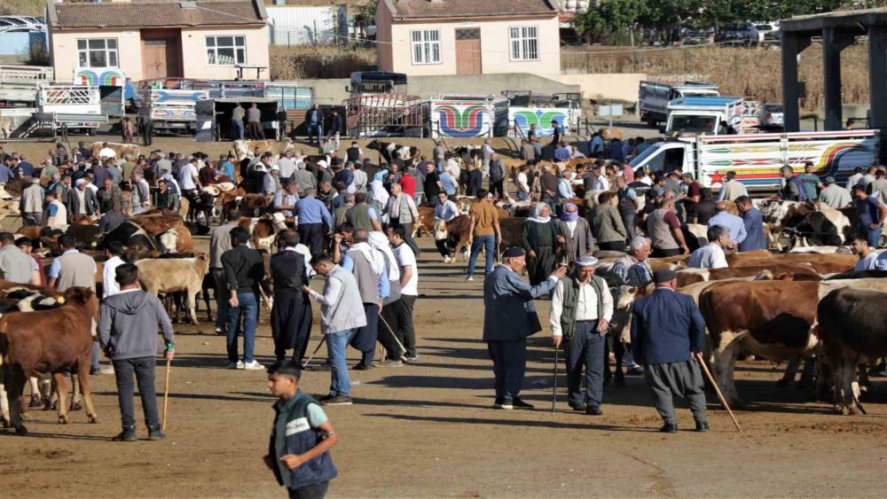 Diyarbakır hayvan pazarında hareketlilik başladı (Videolu)