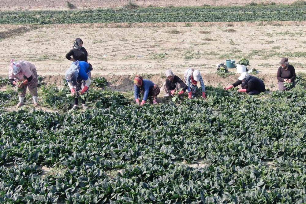 Yağmur yağmazsa ıspanakta fiyat yükselecek
