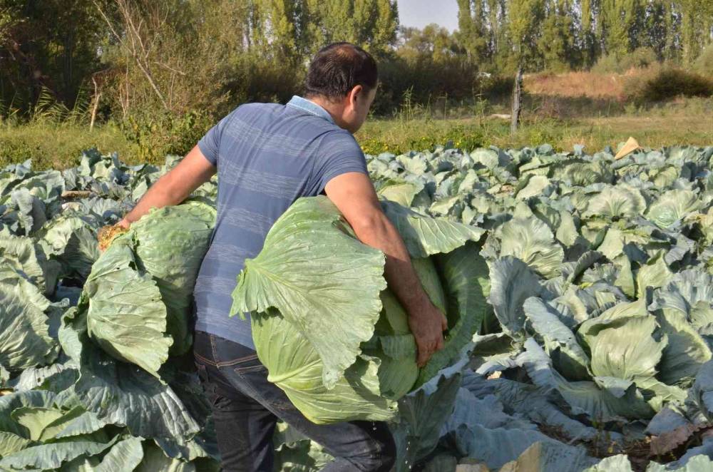 Tanesi 50 kilo geliyor: Dev lahanaların hasadı başladı
