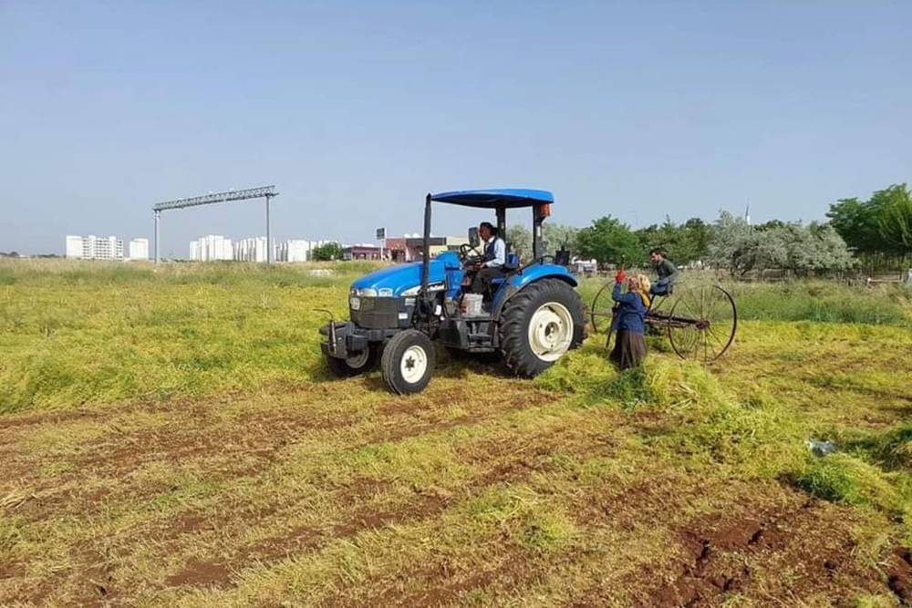 Şanlıurfa’da mercimek hasadı başladı