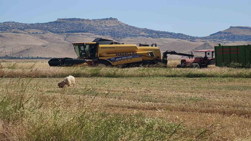 Biçerdöver operatörlerinin gurbette zorlu ekmek mücadelesi (Videolu)