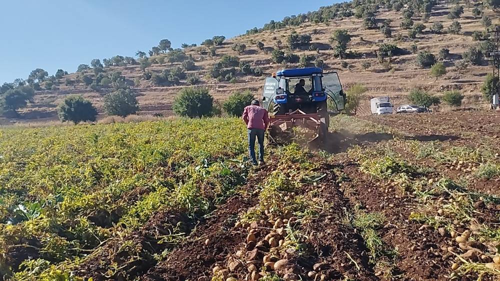 320 dönüm patates tarlasında günde 200-300 ton hasat yapılıyor (Videolu)