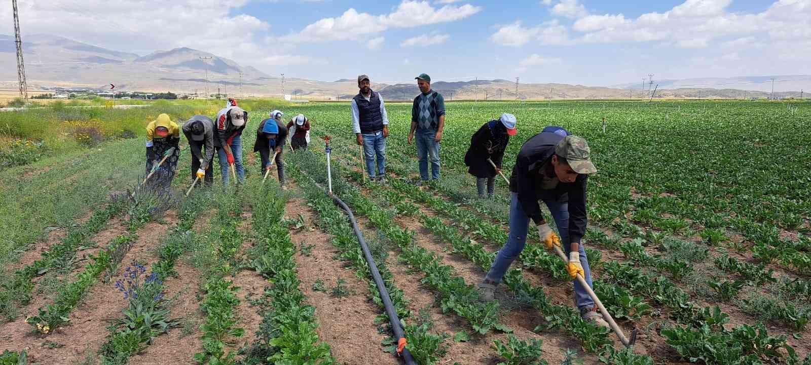 Kavurucu sıcakta ekmek mücadelesi