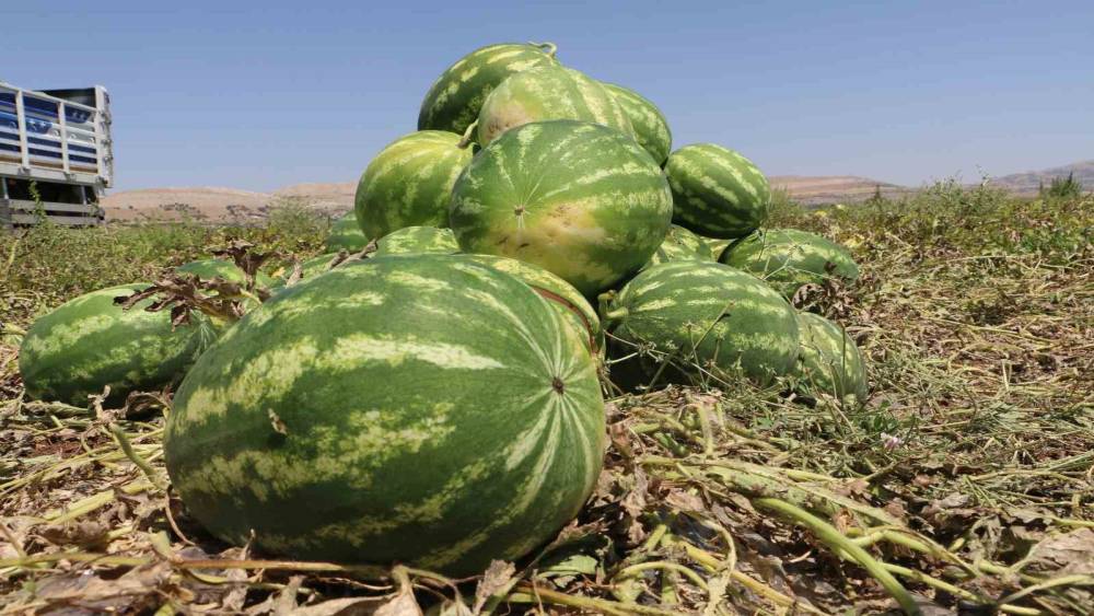 Diyarbakır’da karpuz hasadı başladı