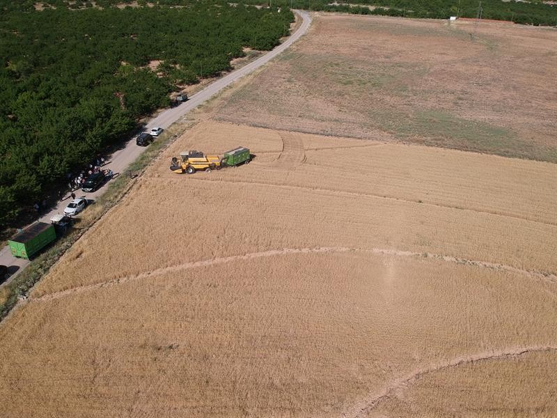 Malatya’da ekilen yeni buğday türünden yüksek verim alındı