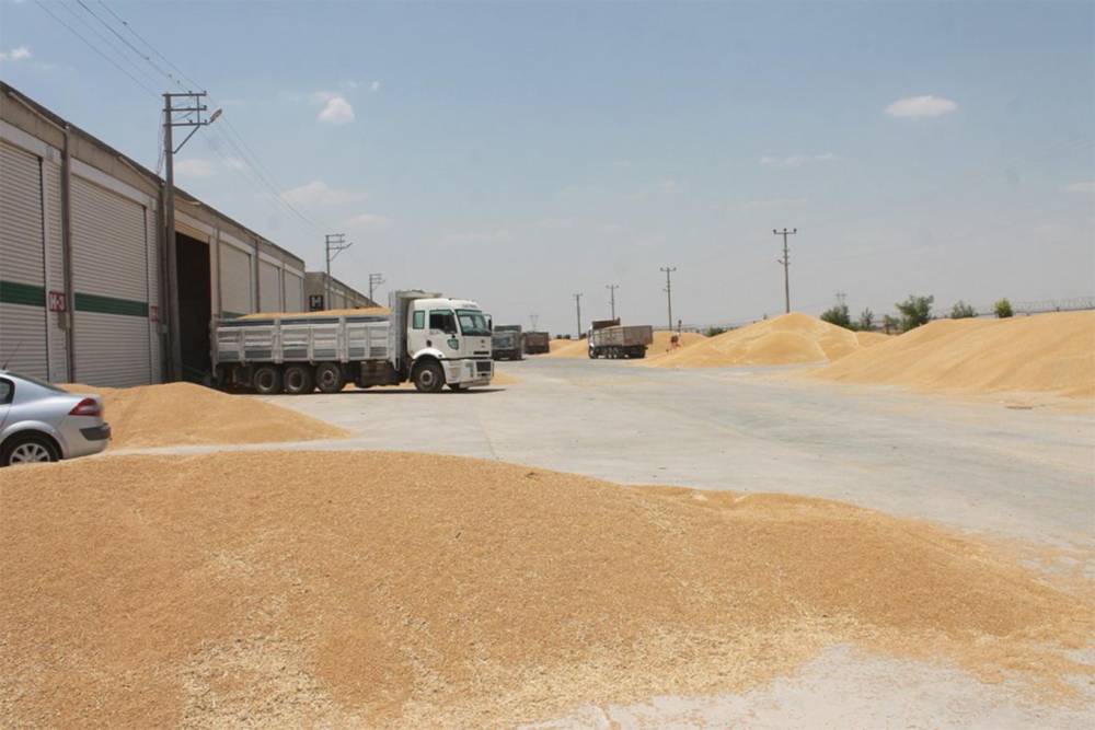 Mardin Ovası'ndaki mahsulde rekolte yüksek, çiftçinin yüzü güldü 