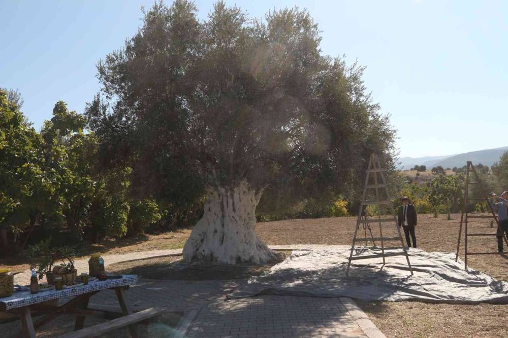 Bin 300 yıllık zeytin ağacı 250 kilo ürün verdi
