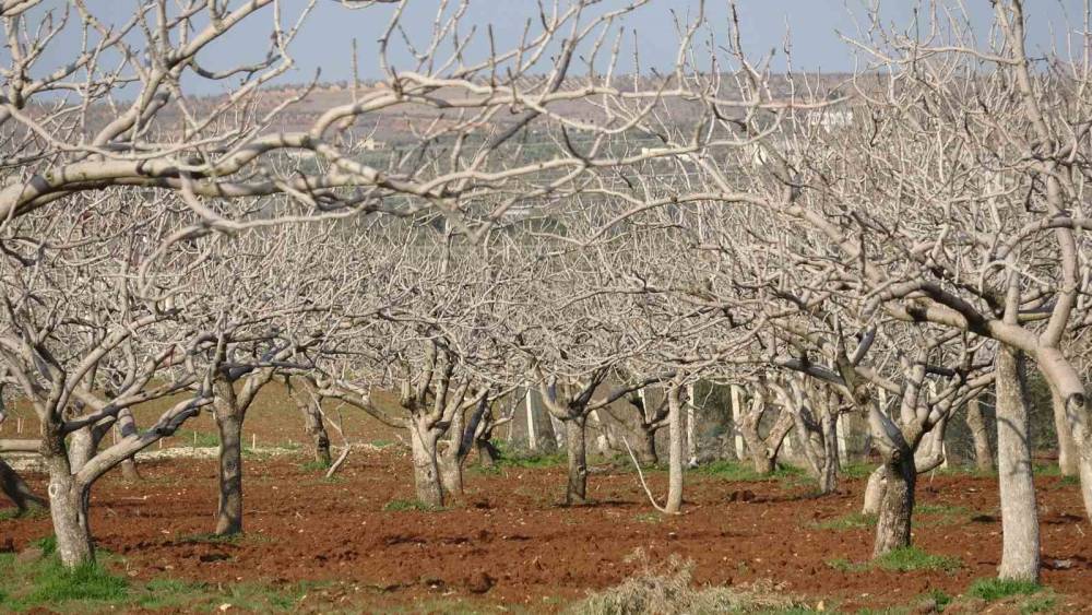 Kilis’te çiftçiler gece çadırda gündüz tarlada
