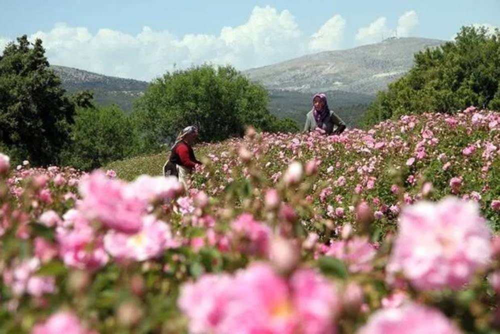 Isparta'da gül hasadı sona eriyor