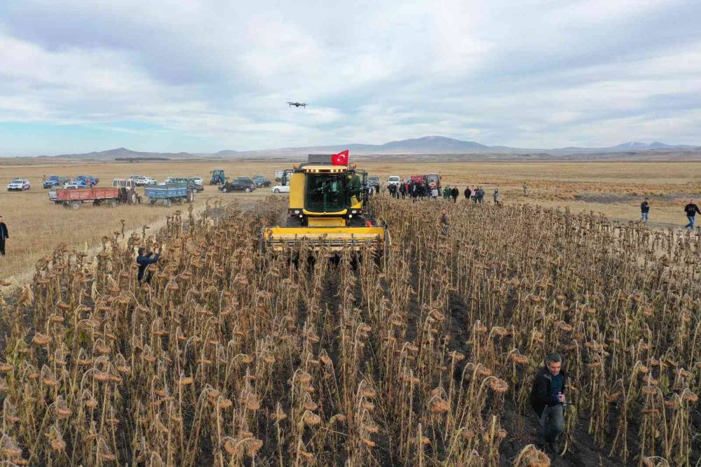 Kars’ta yağlık ayçiçeği hasadı başladı
