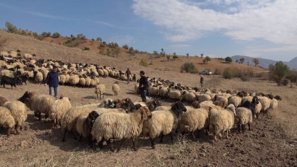 Siirtli çiftçilere 179 milyon 515 bin TL destek ödemesi yapıldı
