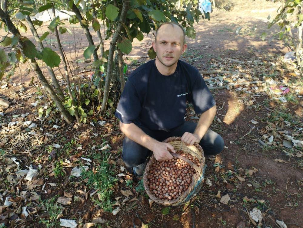 Bursa’daki köyü gören Karadeniz sanıyor...Yılda 60 ton fındık üretiyorlar
