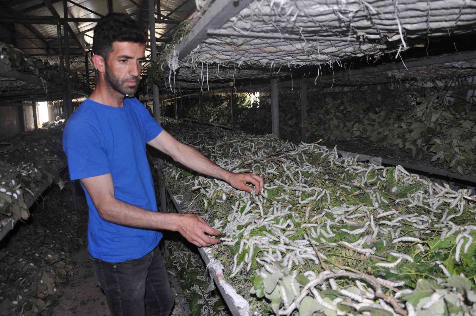 Sason’da ipek böceğinden bir ayda 1 milyon TL’lik kazanç sağlandı