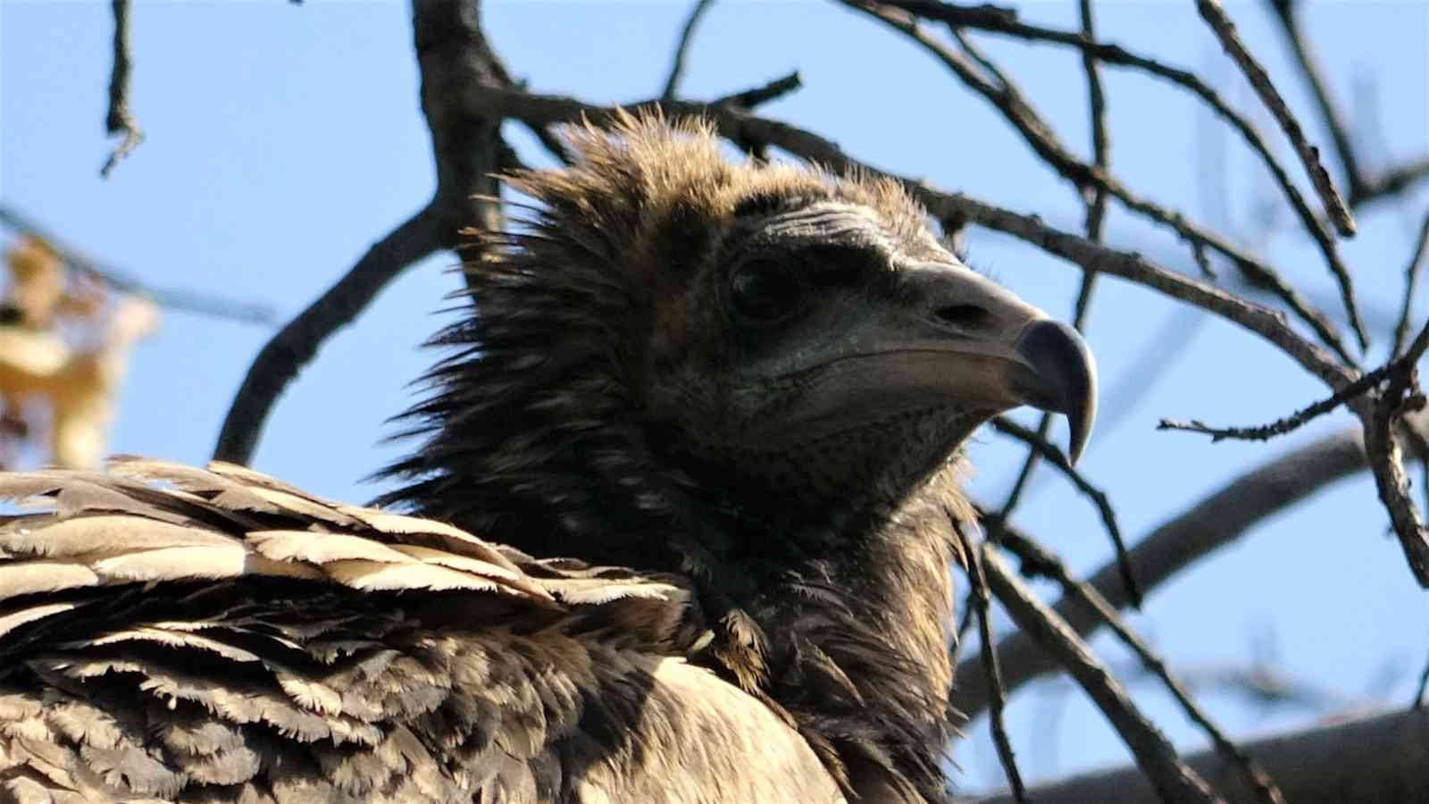 Nesli tükenmek üzere olan bitkin akbaba ekipleri alarma geçirdi