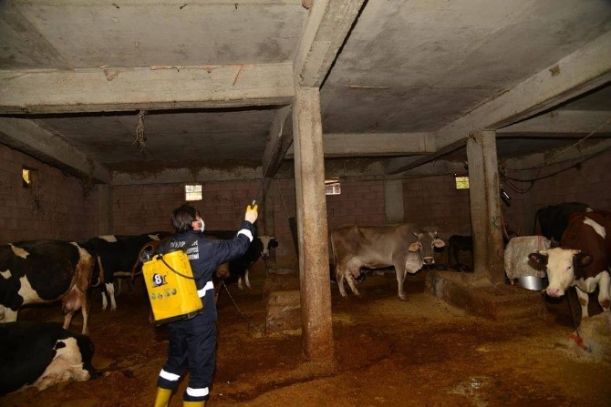 Diyarbakır’da sineklere karşı kışlık mücadele başladı