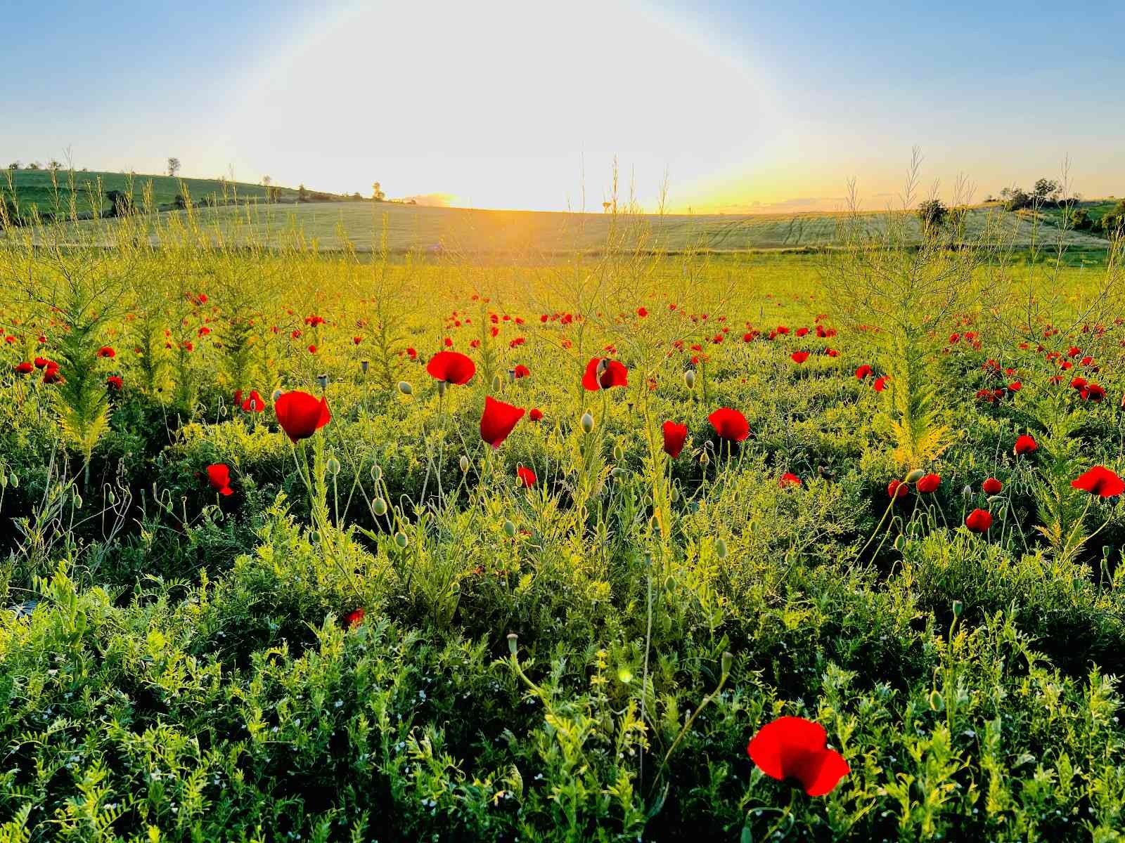 Mardin’de gelincik tarlaları doğal stüdyo oldu