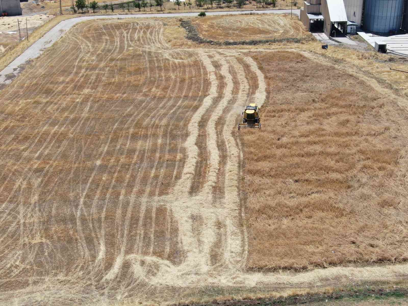 Geçmişi 7 bin yıla dayanan ata tohumunda hasat