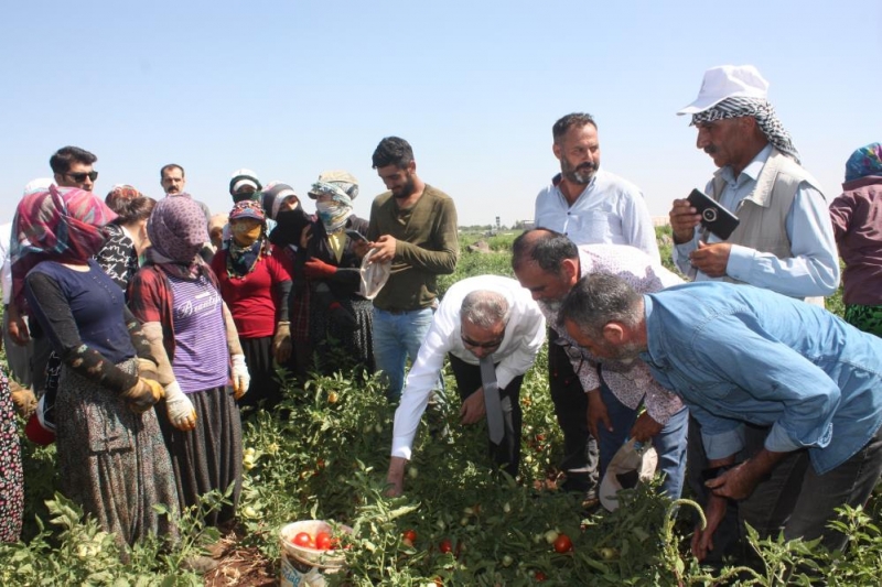 Diyarbakır'da domates hasadı yapıldı