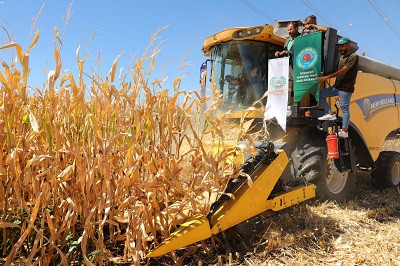 Diyarbakır'da mısır hasadı yapıldı, çiftçilerin yüzü gülüyor