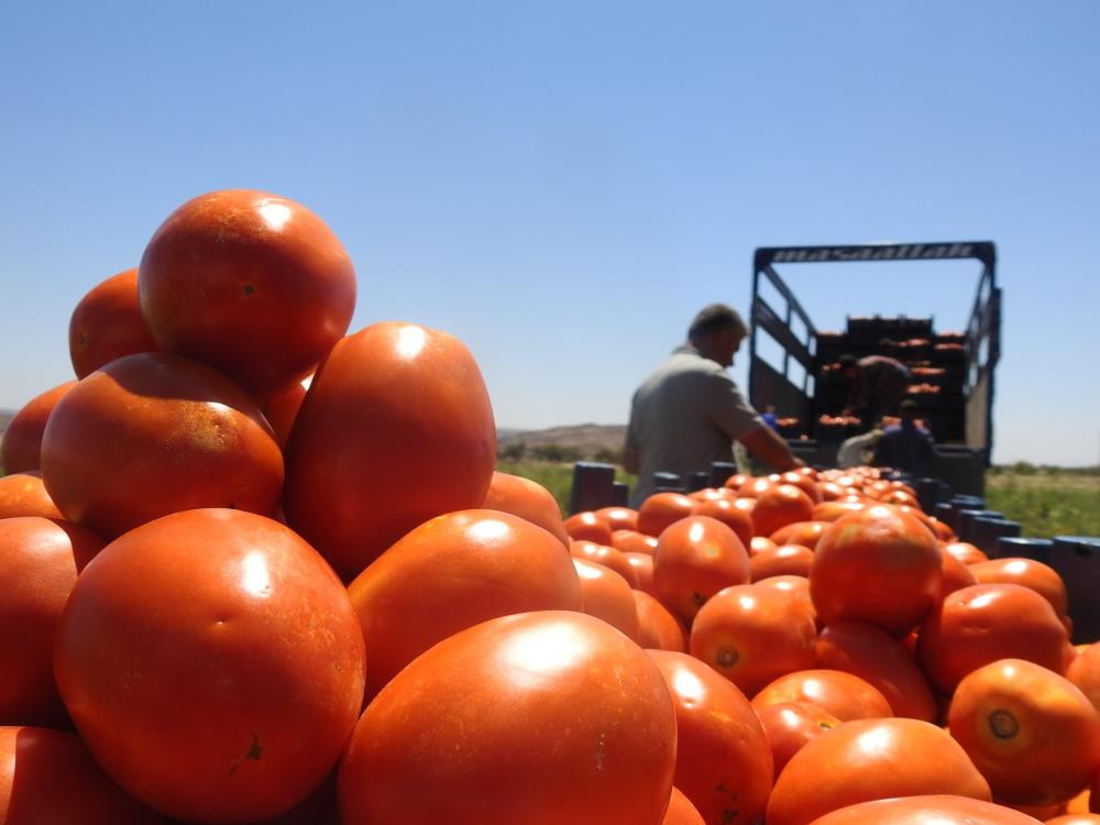 Domatesin tarladan sofraya yolculuğu başladı