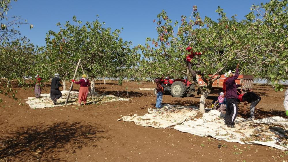 Geçen yıl 816 ton fıstık elde edilen Diyarbakır'da yeni mahsulün hasadına başlandı