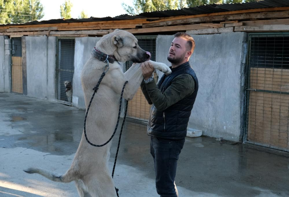 İkinci el otomobil fiyatına kangal