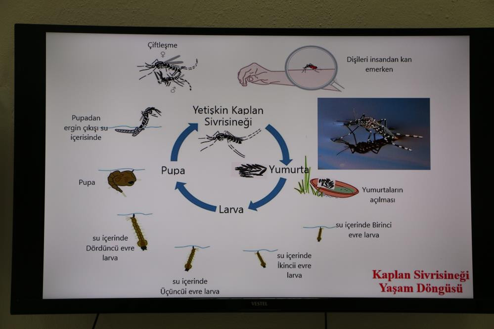 Suriye üzerinden Türkiye'ye 'Asya Kaplan Sivrisineği' uyarısı