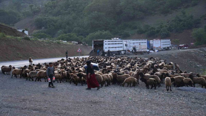 Şırnak yaylalarına göçer akını başladı