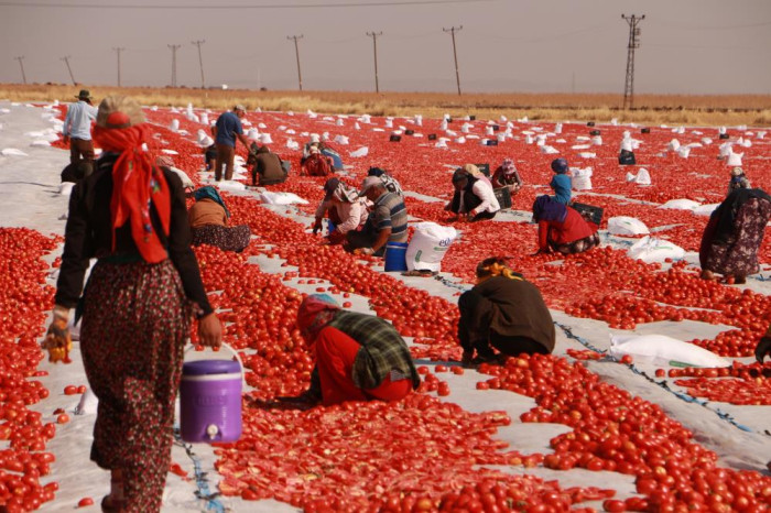 Diyarbakır’dan Avrupa’ya kuru domates ihracatı