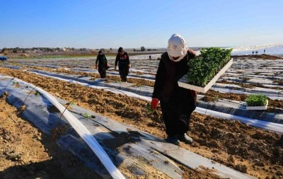 Adana’da karpuz fideleri toprakla buluştu