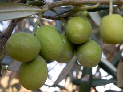 Mersin’de 150 bin ton zeytin rekoltesi elde edildi