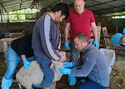 Muğla’da akabane hastalığına karşı önlemler alındı