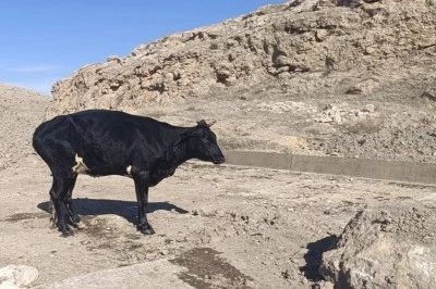 Nusaybin’de İnek kurtarma operasyonu!