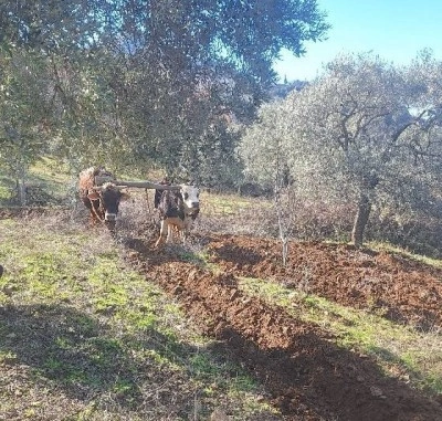 Teknolojinin işlemediği Aydın dağlarında çiftçilerin zorlu mesaisi erken başladı